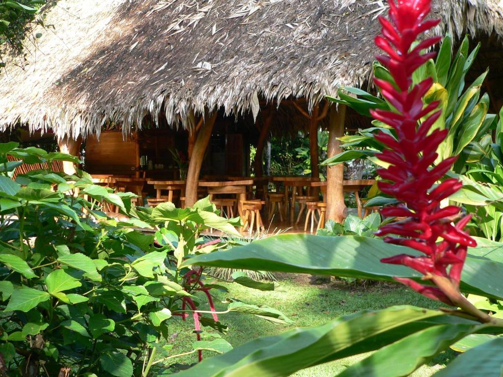 Blue Conga Hotell Puerto Viejo de Talamanca Exteriör bild